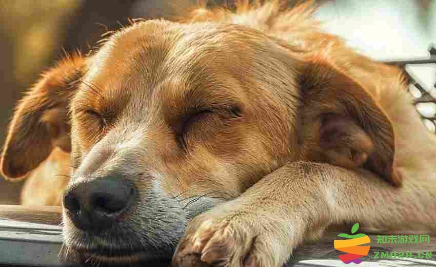 宝可梦大集结耿鬼对线压制技巧分享 宝可梦大集结耿鬼对线压制技巧分享