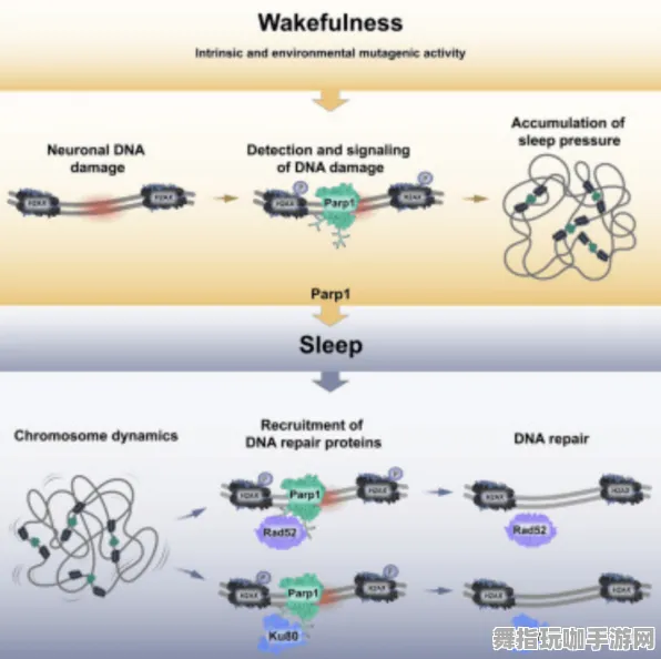 神经信号编码全过程-Vision Pro搬运版-体感交互功能-热修复补丁升级版V2