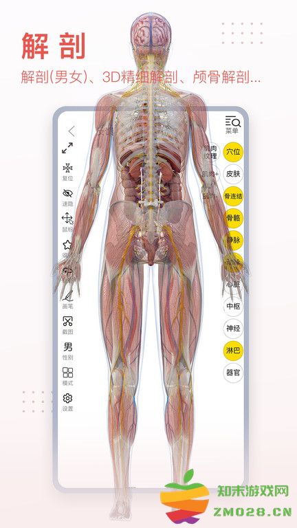 3dbody解剖学专业版 v8.8.51 安卓手机版 4