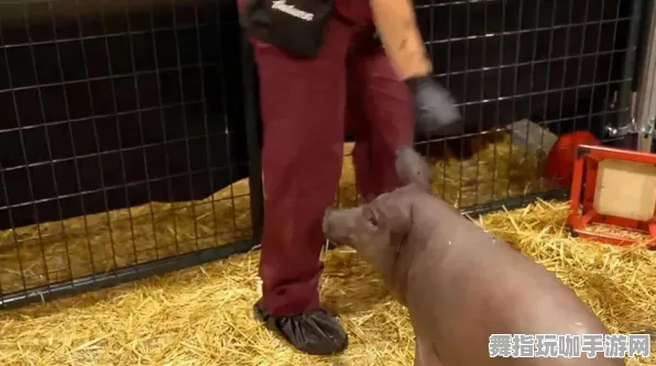 脑机接口专用版-2025年4月最新版-脑机接口游戏