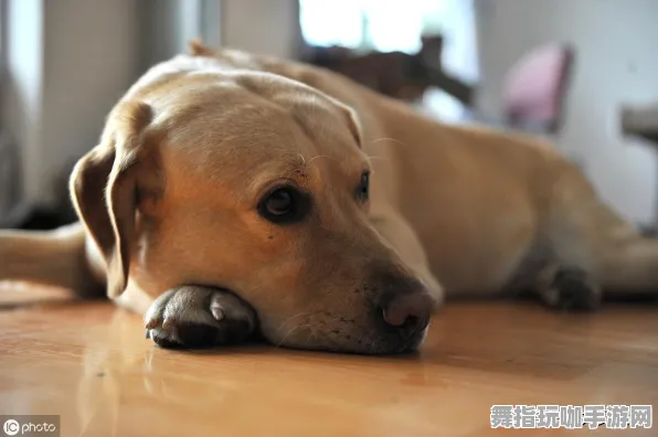 《使命召唤：战区》跨平台存档-本周技术更新-Xbox Series X-云游戏-宠物培养指南