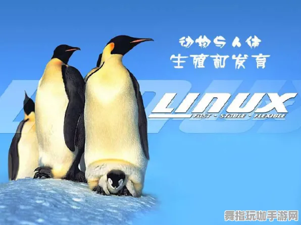 《动物森友会》宠物培养-S2赛季全平台适配-Linux专属-跨平台联机-副本速通技巧